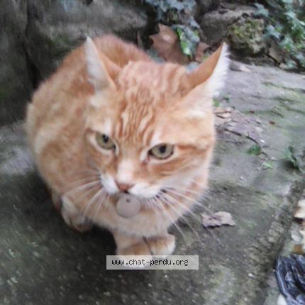 Foto 1/1 Spirou Chat perdido en Orleans
