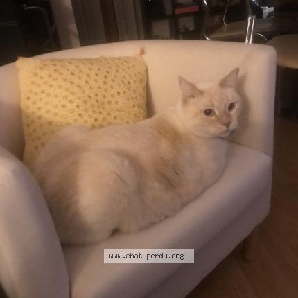 Foto 1/1 Rocket Chat perdido en St martin d heres