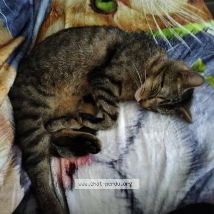 Foto 1/1 ERON Chat perdido en Limoges