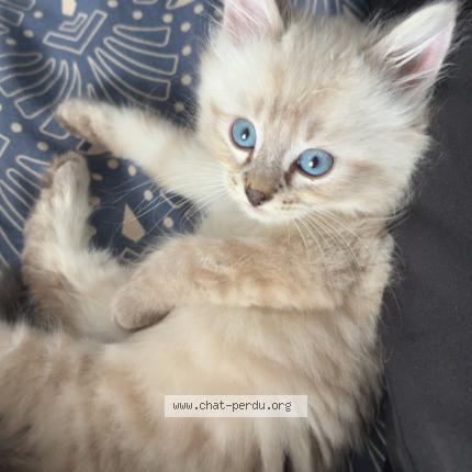 Foto 1/1 Aznavour Chat perdido en Migne auxances