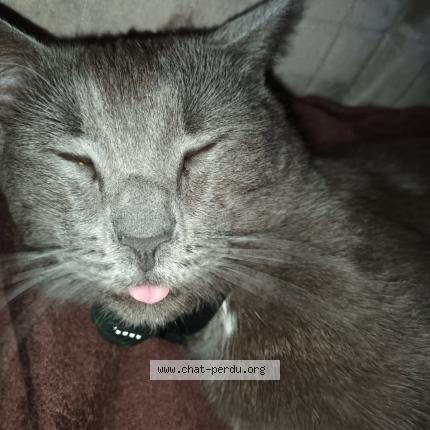 Foto 1/1 Nougat Chat perdido en Templeux la fosse