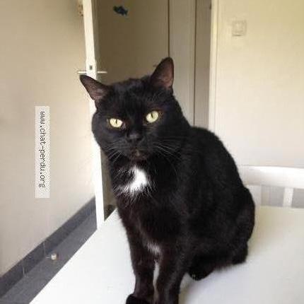 Foto 1/1 India Chat perdido en Saint priest