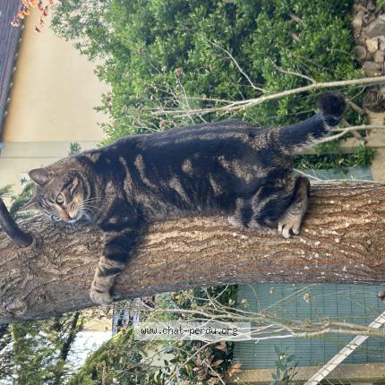 Foto 1/1 TIGROU Chat perdido en Etiolles