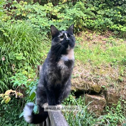 Foto 1/1 Nenette Chat perdido en Boissy saint leger