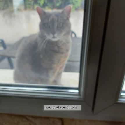 Foto 1/1 ILONA Chat perdido en Saint chef