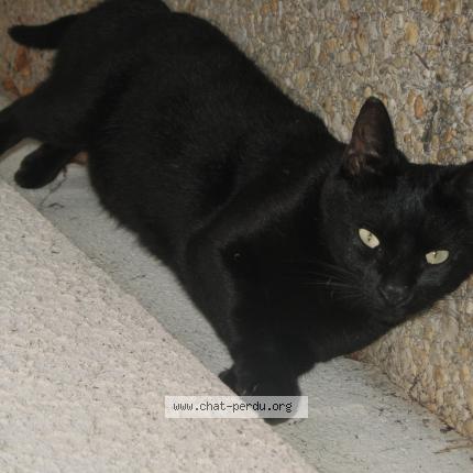 Foto 1/1 Oscar Chat perdido en Eloie