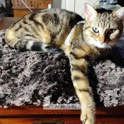 Foto 1/1 Luna Chat perdido en Limoges