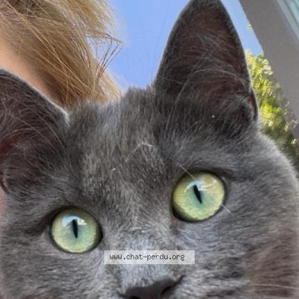 Foto 1/2 Virgule Chat perdido en Saint bonnet de mure
