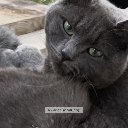 Foto 2/2 Virgule Chat perdido en Saint bonnet de mure