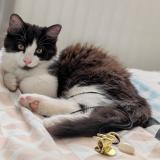 Foto del gato perdido en Blavozy