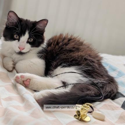 Foto 1/1 Bounty Chat perdido en Blavozy