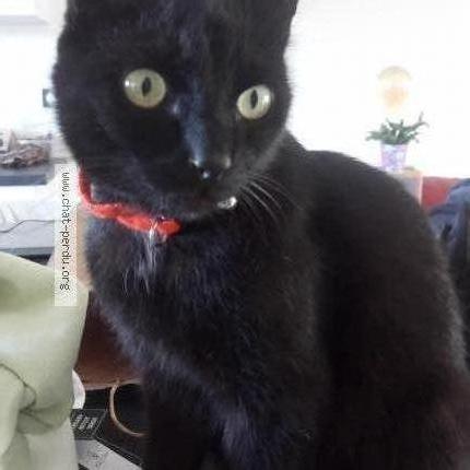 Foto 1/1 Lucky Chat perdido en Vensac