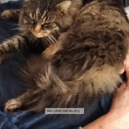 Foto 1/1 IGLOO Chat perdido en Spay