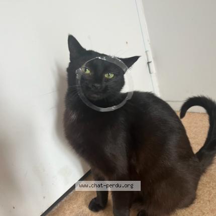 Foto 1/1 Demone Chat perdido en Blanquefort