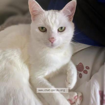 Foto 1/1 Pakhi Chat perdido en Berstett