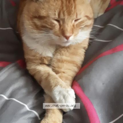 Foto 1/1 Timinou Chat perdido en Montfermeil