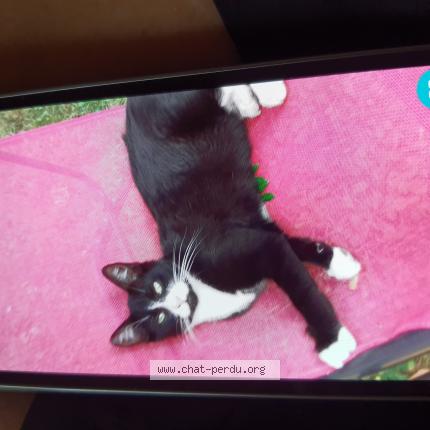 Foto 1/1 Cachou Chat perdido en Sainte luce sur loire