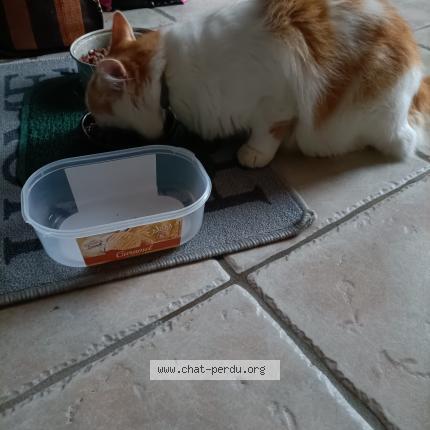 Foto 1/1 Tyrion Chat perdido en Boisme