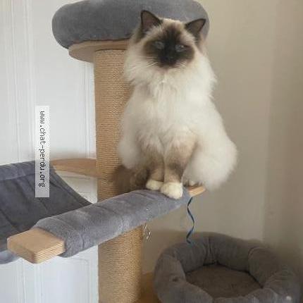 Foto 1/1 Tempo Chat perdido en Verrieres en anjou