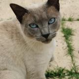 Foto del gato perdido en Coutras