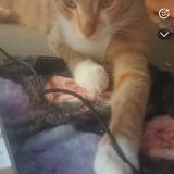 Foto del gato perdido en Castets