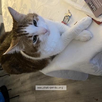 Foto 1/1 Herm&egrave;s Chat perdido en Lamberville