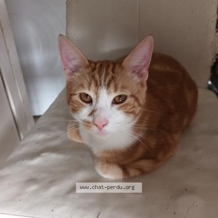 Foto 1/1 mobylette Chat perdido en Longchamps