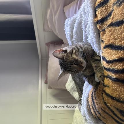 Foto 1/1 Duchesse Chat perdido en Breuillet