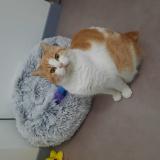 Foto del gato perdido en Issenheim