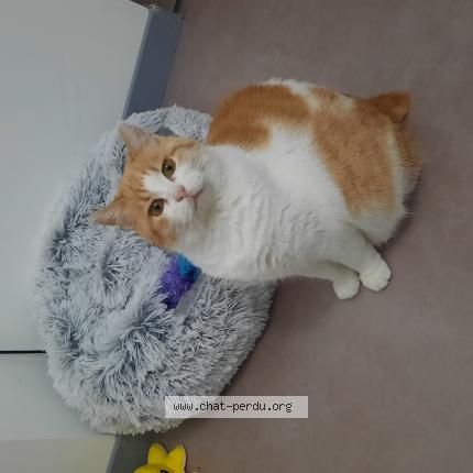 Foto 1/1 Ora alias "ma fifille" Chat perdido en Issenheim