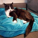 Foto del gato perdido en St Dizier