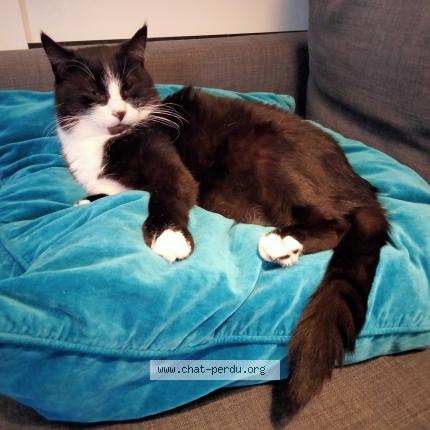 Foto 1/1 Felixou Chat perdido en St dizier