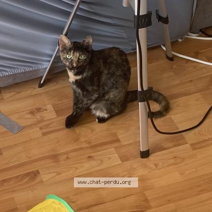 Foto 1/1 Sy Chat perdido en Lyon