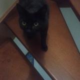 Foto del gato perdido en Angers