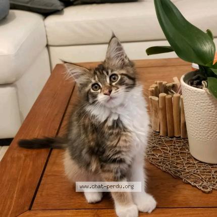 Foto 1/1 Taiga Chat perdido en Bouzy