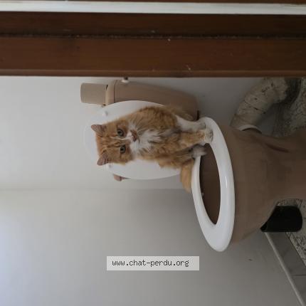 Foto 1/1 Filou Chat perdido en Montpellier