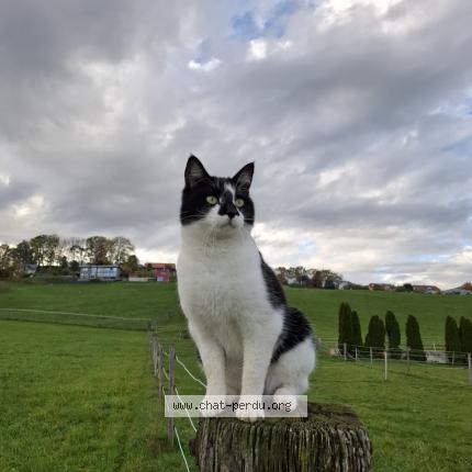 Foto 1/1 Malo Chat perdido en Marsens