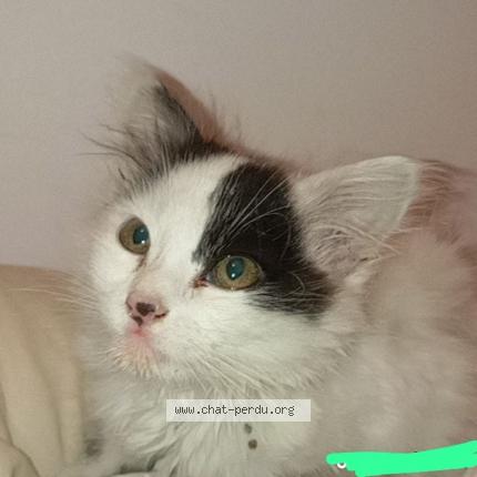 Foto 1/1 Gato encontrado Encontrado en Epagny metz tessy