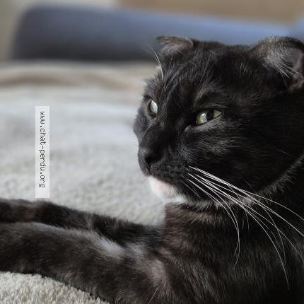 Foto 1/1 Xena Chat perdido en Charvieu chavagneux