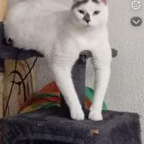 Foto del gato perdido en Les Fins