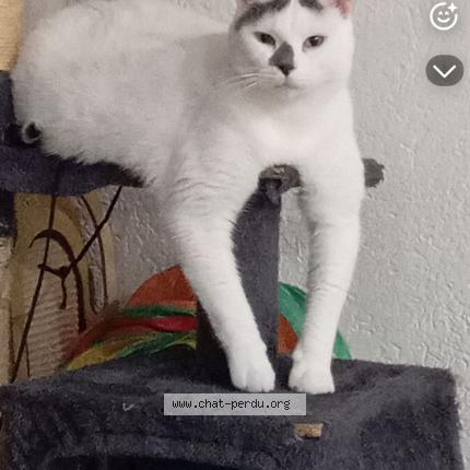 Foto 1/1 Bawa Chat perdido en Les fins