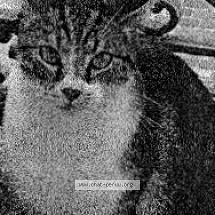 Foto 1/1 TIGROU Chat perdido en Autrechene