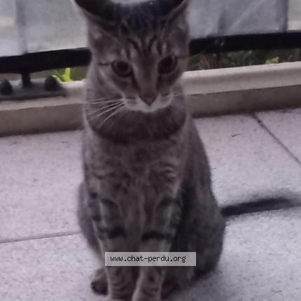 Foto 1/1 Gato encontrado Encontrado en La trinite