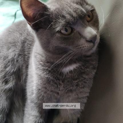 Foto 1/1 Gaspard Chat perdido en Oye plage