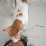 Foto del gato perdido en Latur