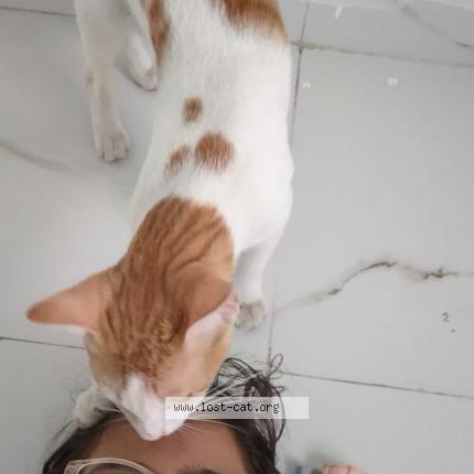 Foto 1/1 Sheru or shona Chat perdido en Latur