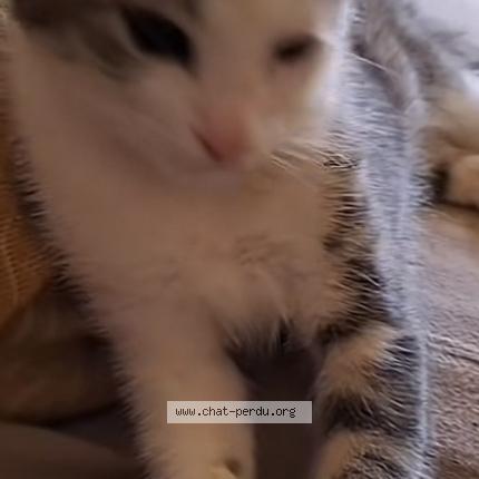 Foto 1/1 Maya Chat perdido en Avignon