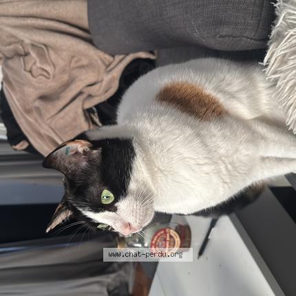 Foto 1/1 Coccinelle Chat perdido en Caen