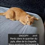 Foto del gato perdido en Pyla Sur Mer