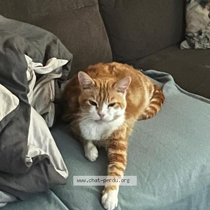 Foto 1/1 Ballou Chat perdido en Renens